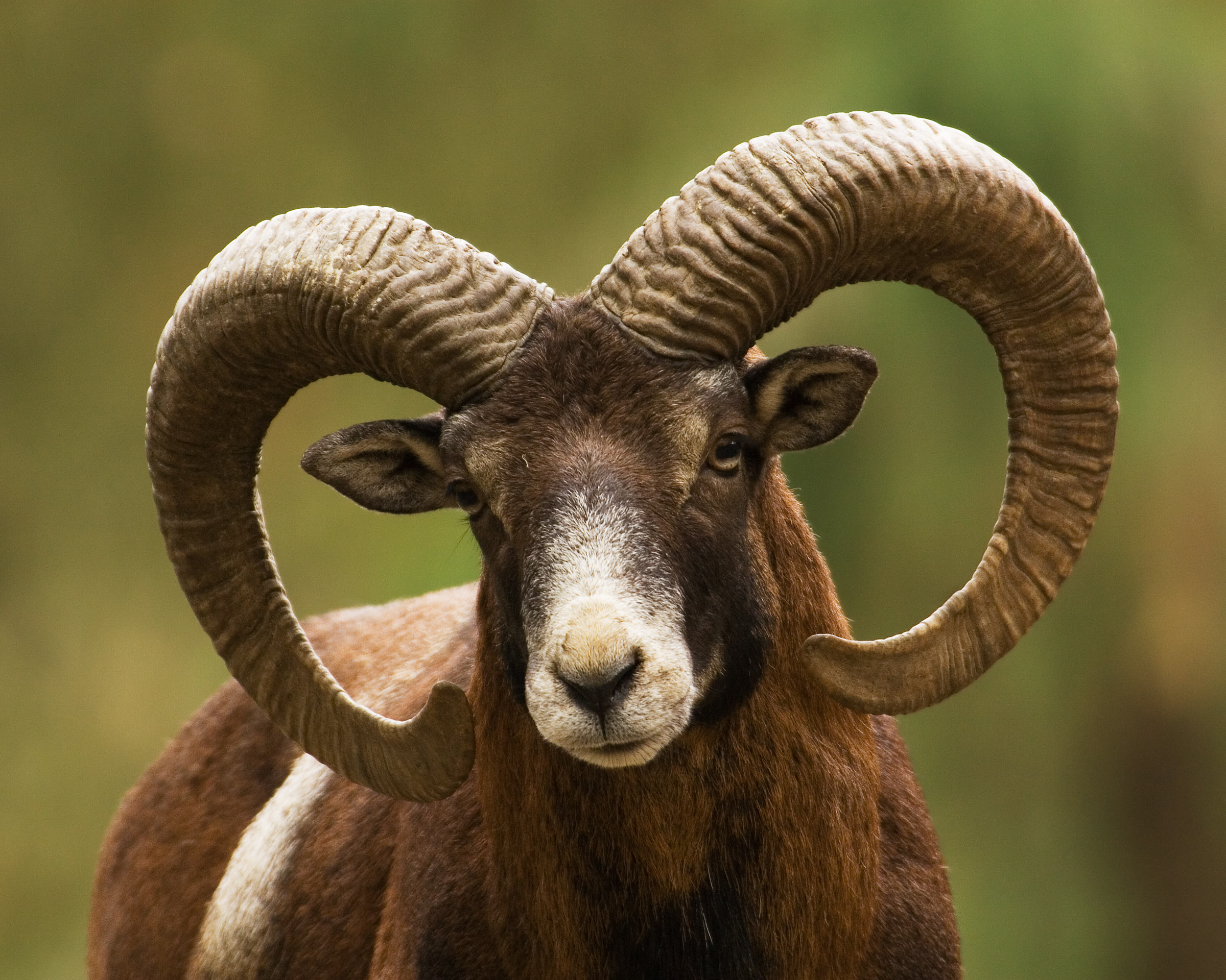 The Exotic “Corsican” Breed; the American Blackbelly Sheep ...